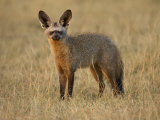 Bat-Eared Fox (Otocyon Megalotis), Masai Mara National Reserve, Kenya, East Africa, Africa
