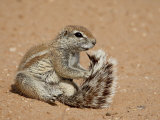 Cape Ground Squirrel (Xerus Inauris) Grooming, Kgalagadi Transfrontier Park, South Africa