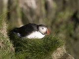 Puffin (Fratercula Arctica) on Cliffs of Latrabjarg, Westfjords, Iceland, Polar Regions