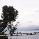 Buy Woman Stands on Dock Next to Pine Tree, Lake Washington, Seattle, Washington State, Usa at AllPosters.com