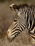 Buy Grevy's Zebra (Equus Grevyi), Samburu National Reserve, Kenya, East Africa, Africa at AllPosters.com