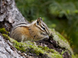 Buy Yellow Pine Chipmunk (Eutamias Amoenus), Manning Provincial Park, British Columbia, Canada at AllPosters.com