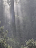 Buy Rainforest, Pacific Rim National Park, Vancouver Island, British Columbia, Canada, North America at AllPosters.com