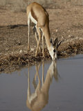 Female Springbok (Antidorcas Marsupialis) Drinking, Kgalagadi Transfrontier Park, South Africa