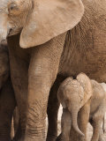 Elephant and Baby (Loxodonta Africana), Addo Elephant National Park, Eastern Cape, South Africa
