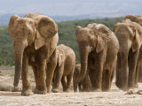 Buy Elephant Breeding Herd (Loxodonta Africana), Addo Elephant National Park, South Africa at AllPosters.com