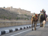 Camel and Elephant Walking Past Amber Fort, Amber, Rajasthan, India, Asia