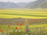 Lentil Fields, Highland of Castelluccio Di Norcia, Norcia, Umbria, Italy, Europe