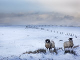 Northumberland Blackface Sheep in Snow, Tarset, Hexham, Northumberland, United Kingdom, Europe