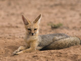 Buy Cape Fox (Vulpes Chama), Kgalagadi Transfrontier Park, Northern Cape, South Africa, Africa at AllPosters.com