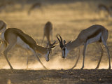 Buy Springbok Sparring (Antidorcas Marsupialis), Kgalagadi Transfrontier Park, South Africa, Africa at AllPosters.com