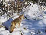 Coyote Walking Through Snow, Kananaskis Country, Alberta, Canada, North America