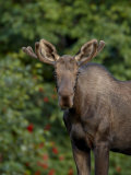 Young Bull Moose (Alces Alces), Kincaid Park, Anchorage, Alaska
