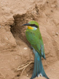 Buy Swallow-Tailed Bee-Eater (Merops Hirundineus), at Nest Hole, Kgalagadi Transfrontier Park, Africa at AllPosters.com