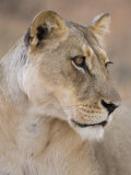Buy Lioness (Panthera Leo), Kgalagadi Transfrontier Park, South Africa, Africa at AllPosters.com