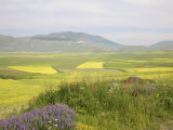 Fields of Flowerig Lentils, Highland of Castelluccio Di Norcia, Norcia, Umbria, Italy, Europe