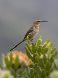 Buy Cape Sugarbird, Perched on Protea, Kirstenbosch Botanical Gardens, Cape Town, South Africa at AllPosters.com