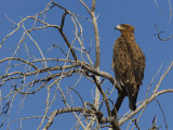 Tawny Eagle (Aquila Rapax), Kgalagadi Transfrontier Park, Northern Cape, South Africa, Africa Photographic Print