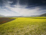 Fields of Lentils, Highland of Castelluccio Di Norcia, Norcia, Umbria, Italy, Europe