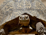 Leopard Tortoise (Geochelone Pardalis), Swartberg Pass, South Africa, Africa
