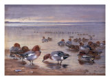 Buy Widgeon and Teal, 1931 at AllPosters.com