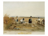 Harvesters at Work