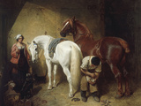 Shoeing Imaum, 1856