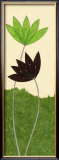 Chocolate Lotus Flower