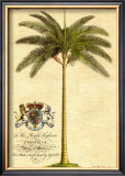 Buy Date Palm at AllPosters.com