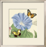 Buy Morning Glory at AllPosters.com