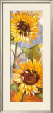 Buy Head of the Sun at AllPosters.com