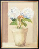 Buy Hydrangeas in White Pot at AllPosters.com