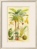 Buy Plants Used As Food at AllPosters.com