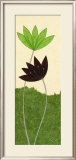 Chocolate Lotus Flower