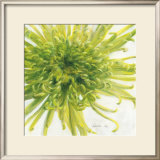 Contemproary Chrysanthemum