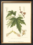 Buy White Maple at AllPosters.com