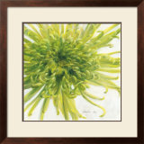 Contemproary Chrysanthemum