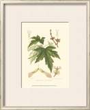 Buy White Maple at AllPosters.com
