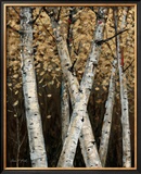 Buy Shimmering Birches I at AllPosters.com