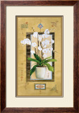 Phalaenopsis I