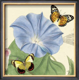 Buy Morning Glory at AllPosters.com