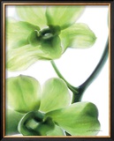 Buy Orchid Marilyn I at AllPosters.com