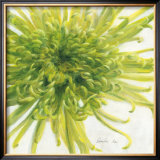 Contemproary Chrysanthemum
