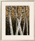 Buy Shimmering Birches I at AllPosters.com