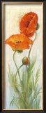 Rembrandt Poppies