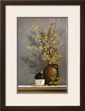 Forsythia
