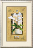 Phalaenopsis I