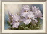 White Iris Elegance II