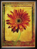 Buy Gerber Daisy at AllPosters.com