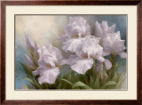 White Iris Elegance II